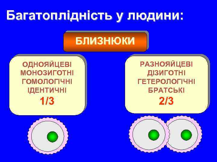 Багатоплідність у людини: БЛИЗНЮКИ ОДНОЯЙЦЕВІ МОНОЗИГОТНІ ГОМОЛОГІЧНІ ІДЕНТИЧНІ РАЗНОЯЙЦЕВІ ДІЗИГОТНІ ГЕТЕРОЛОГІЧНІ БРАТСЬКІ 1/ 3