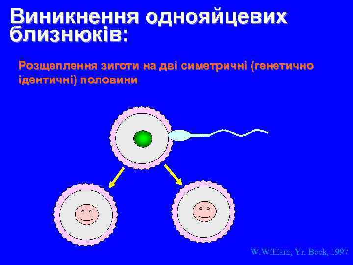 Виникнення однояйцевих близнюків: Розщеплення зиготи на дві симетричні (генетично ідентичні) половини W. William, Yr.