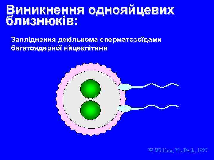 Виникнення однояйцевих близнюків: Запліднення декількома сперматозоїдами багатоядерної яйцеклітини W. William, Yr. Beck, 1997 