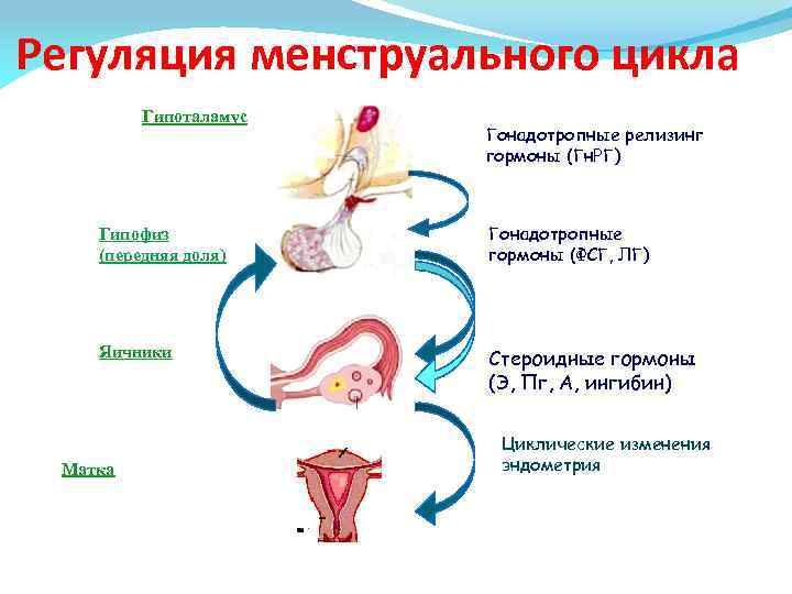 Регуляция менструального цикла Гипоталамус Гонадотропные релизинг гормоны (Гн. РГ) Гипофиз (передняя доля) Гонадотропные гормоны