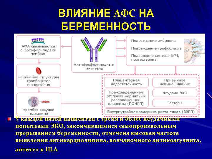 ВЛИЯНИЕ АФС НА БЕРЕМЕННОСТЬ У каждой пятой пациентки с тремя и более неудачными попытками