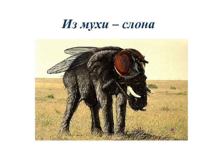 Из мухи – слона 
