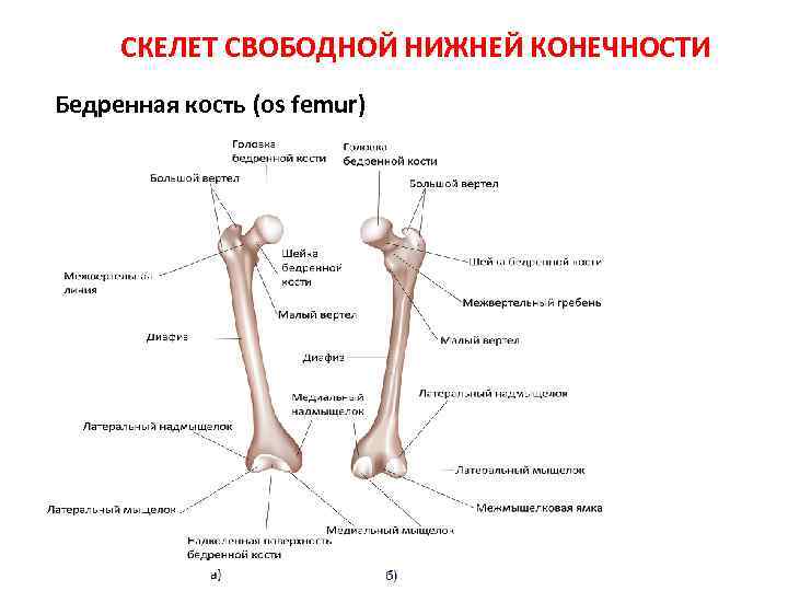 Кости свободной нижней конечности. Кости нижних конечностей строение бедренная кость. Скелет свободной нижней конечности бедренная кость. Скелет свободной нижней конечности соединения. Свободная нижняя конечность бедренная кость.