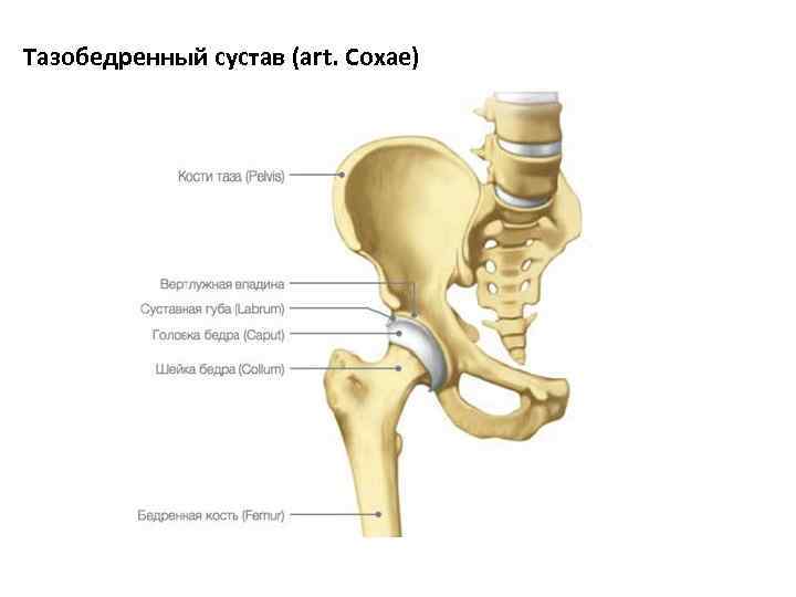 Тазобедренная кость человека фото