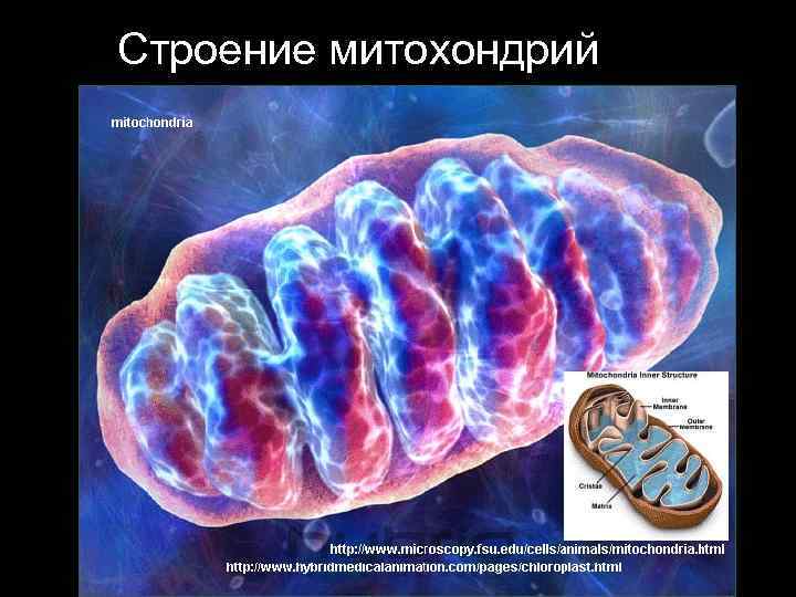 Строение митохондрий 