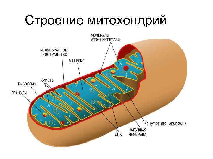 Строение митохондрий 