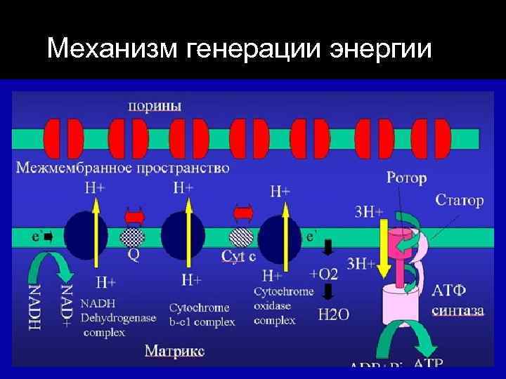 Механизм генерации энергии 