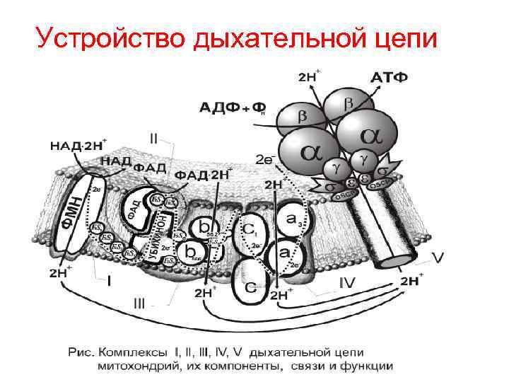 Устройство дыхательной цепи 