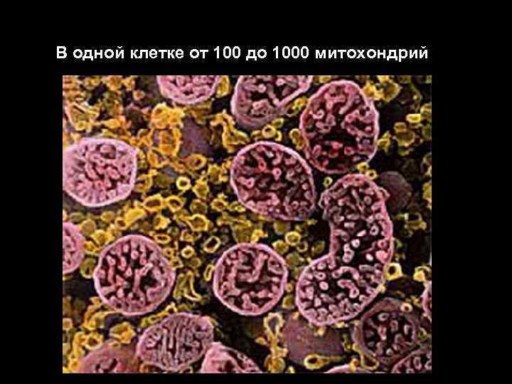 В одной клетке от 100 до 1000 митохондрий 