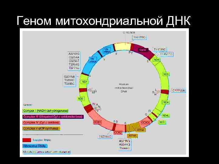 Геном митохондриальной ДНК 