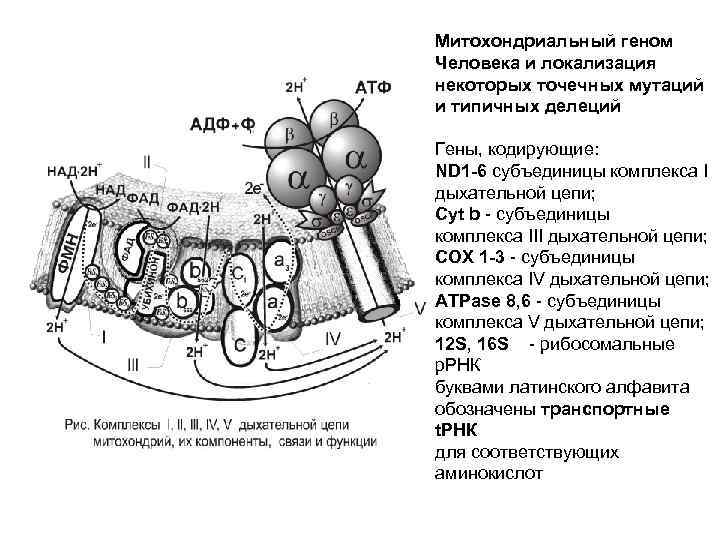 Митохондриальный геном Человека и локализация некоторых точечных мутаций и типичных делеций Гены, кодирующие: ND
