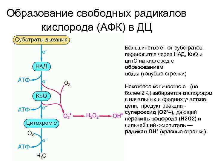 Образование свободных радикалов кислорода (АФК) в ДЦ Большинство е– от субстратов, переносится через НАД,