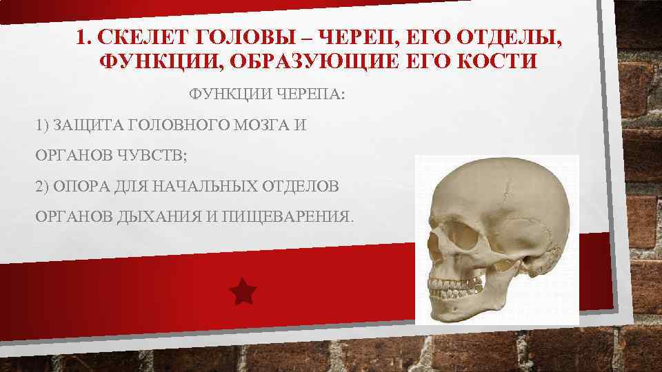 1. СКЕЛЕТ ГОЛОВЫ – ЧЕРЕП, ЕГО ОТДЕЛЫ, ФУНКЦИИ, ОБРАЗУЮЩИЕ ЕГО КОСТИ ФУНКЦИИ ЧЕРЕПА: 1)