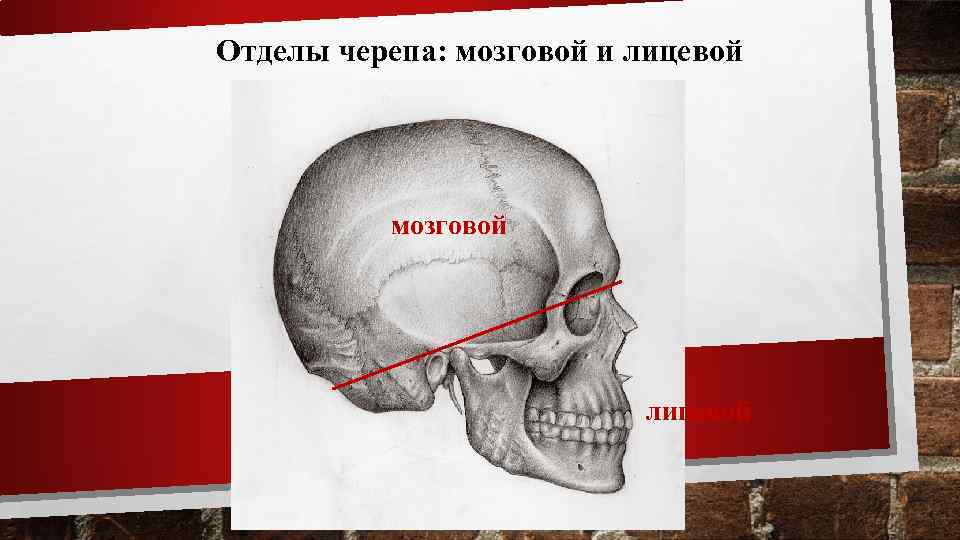 Отделы черепа: мозговой и лицевой мозговой СКЕЛЕТ ГОЛОВЫ – ЧЕ РЕП (CRANIUM) лицевой 