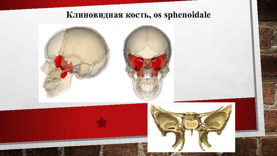 Клиновидная кость, os sphenoidale 