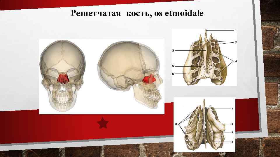 Решетчатая кость, os etmoidale 