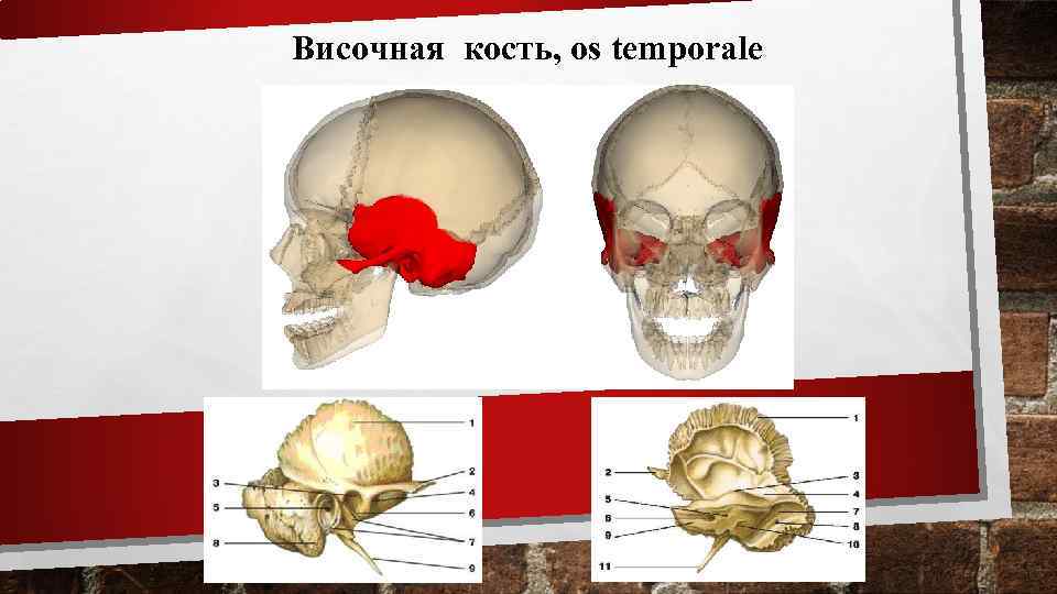 Височная кость, os temporale 