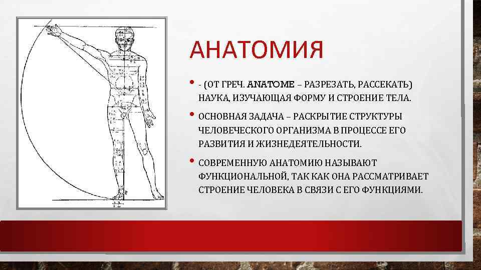 АНАТОМИЯ • (ОТ ГРЕЧ. ANATOME – РАЗРЕЗАТЬ, РАССЕКАТЬ) НАУКА, ИЗУЧАЮЩАЯ ФОРМУ И СТРОЕНИЕ ТЕЛА.