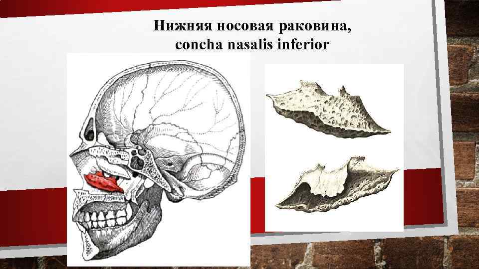 Нижняя носовая раковина, concha nasalis inferior 