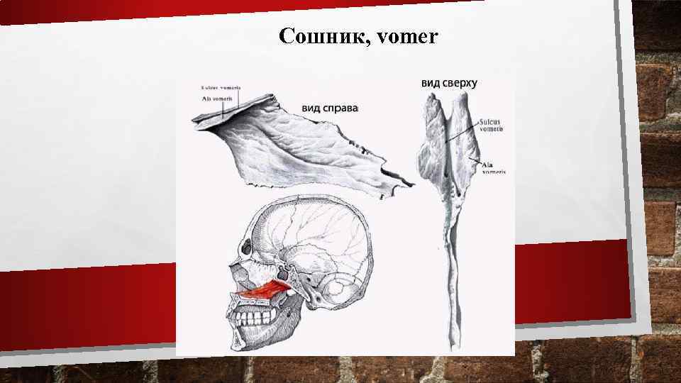 Сошник, vomer 