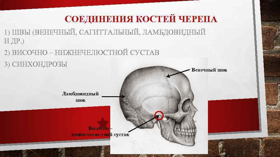 СОЕДИНЕНИЯ КОСТЕЙ ЧЕРЕПА 1) ШВЫ (ВЕНЕЧНЫЙ, САГИТТАЛЬНЫЙ, ЛАМБДОВИДНЫЙ И ДР. ) 2) ВИСОЧНО –