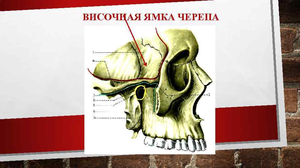 ВИСОЧНАЯ ЯМКА ЧЕРЕПА 