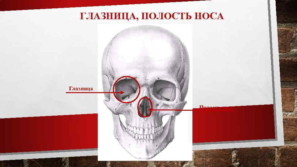 ГЛАЗНИЦА, ПОЛОСТЬ НОСА Глазница Полость носа 