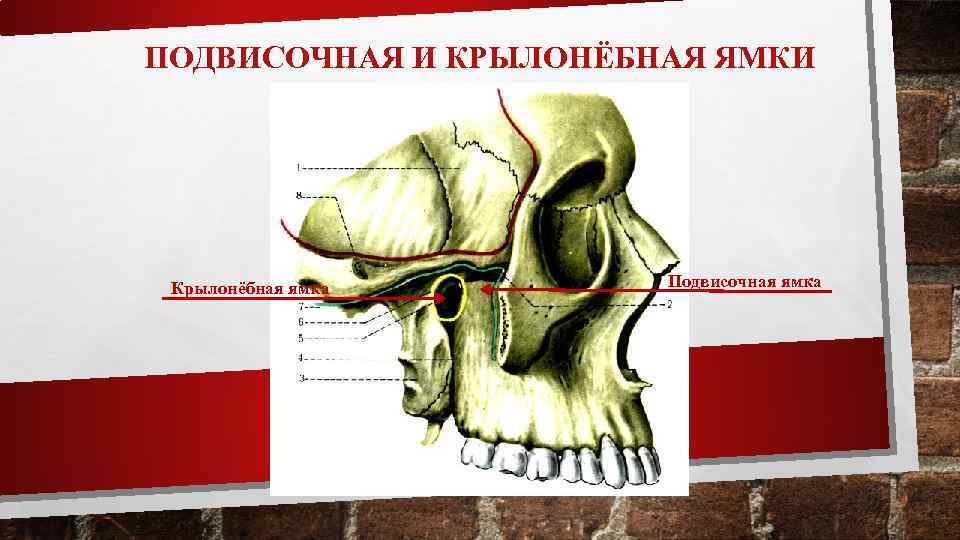 ПОДВИСОЧНАЯ И КРЫЛОНЁБНАЯ ЯМКИ Крылонёбная ямка Подвисочная ямка 