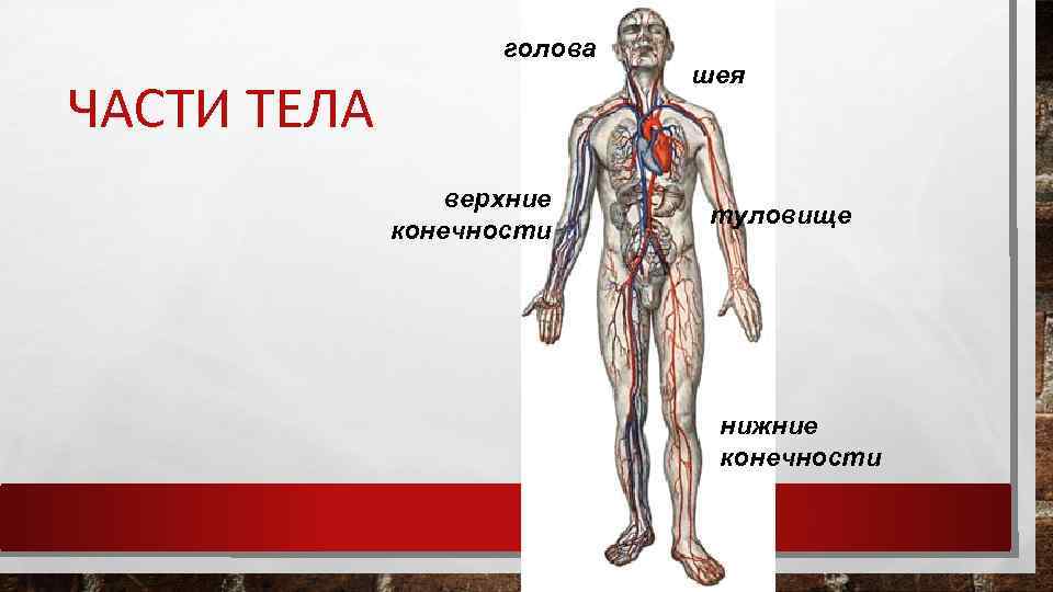 голова ЧАСТИ ТЕЛА верхние конечности шея туловище нижние конечности 