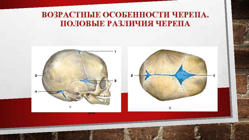 ВОЗРАСТНЫЕ ОСОБЕННОСТИ ЧЕРЕПА. ПОЛОВЫЕ РАЗЛИЧИЯ ЧЕРЕПА 