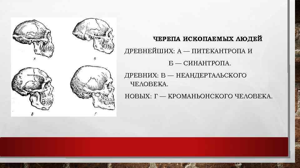 ЧЕРЕПА ИСКОПАЕМЫХ ЛЮДЕЙ ДРЕВНЕЙШИХ: А — ПИТЕКАНТРОПА И Б — СИНАНТРОПА. ДРЕВНИХ: В —