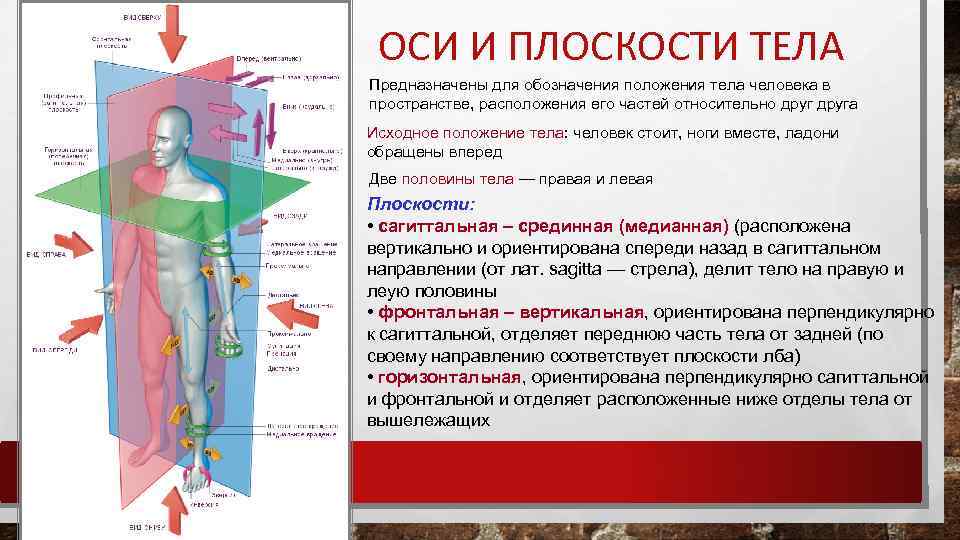 ОСИ И ПЛОСКОСТИ ТЕЛА Предназначены для обозначения положения тела человека в пространстве, расположения его