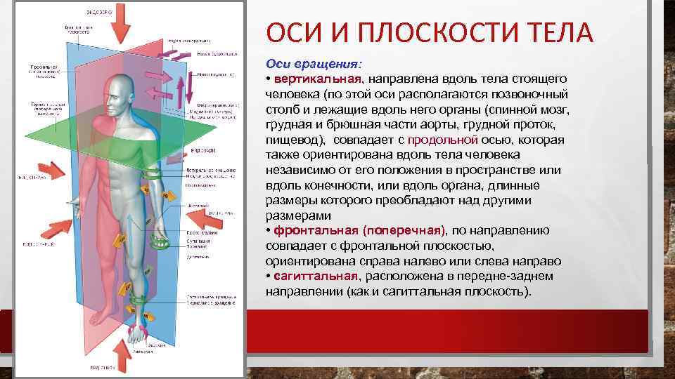 ОСИ И ПЛОСКОСТИ ТЕЛА Оси вращения: • вертикальная, направлена вдоль тела стоящего человека (по