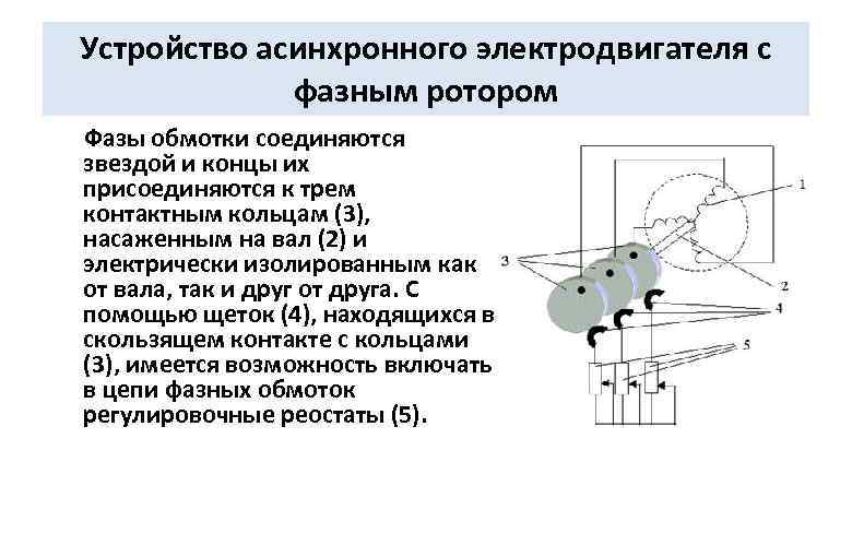 Устройство асинхронного электродвигателя с фазным ротором Фазы обмотки соединяются звездой и концы их присоединяются