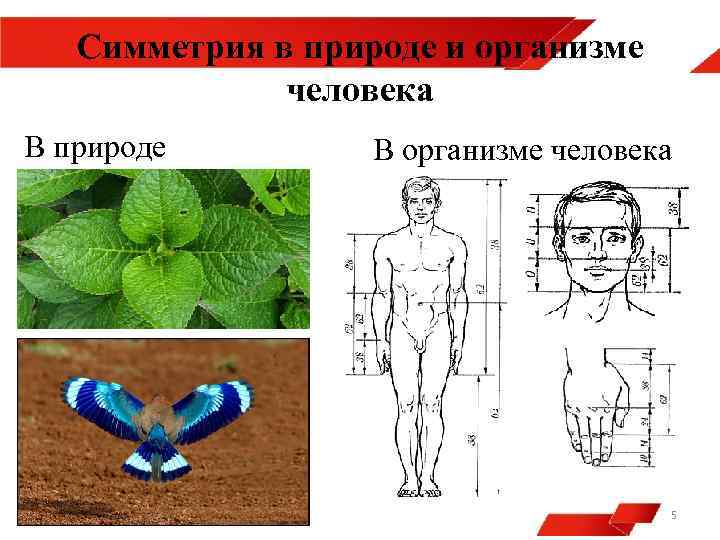 Симметрия в природе и организме человека В природе В организме человека 5 