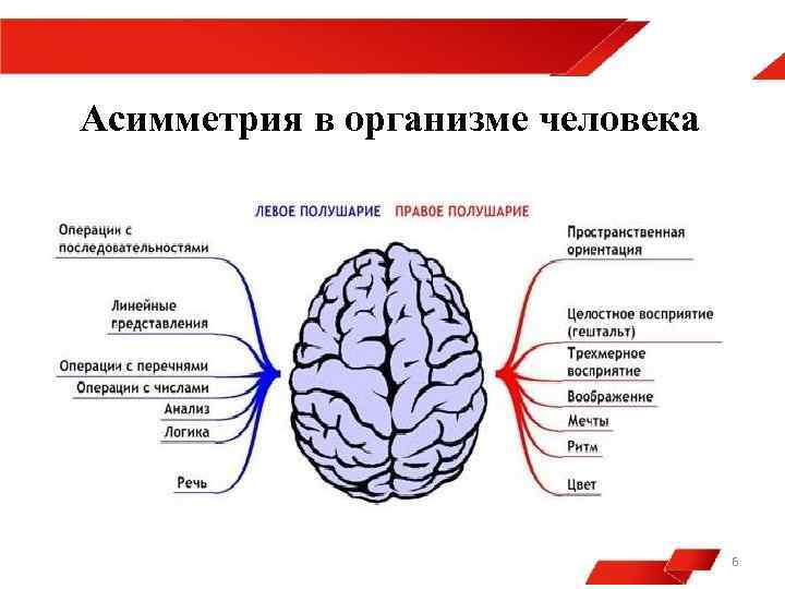 Асимметрия в организме человека 6 