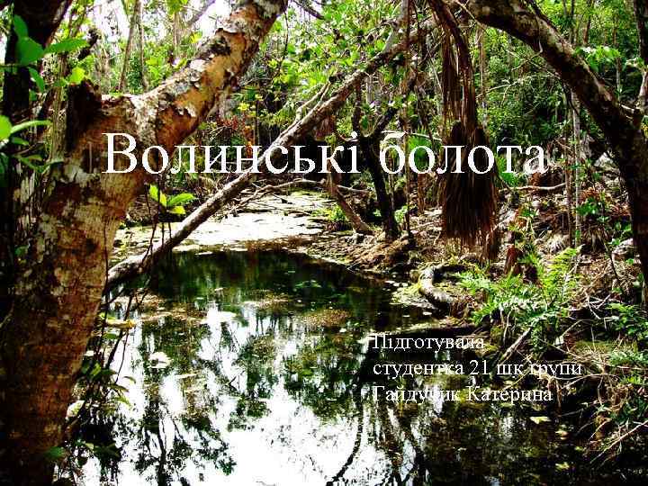 Волинські болота Підготувала студентка 21 шк групи Гайдучик Катерина 