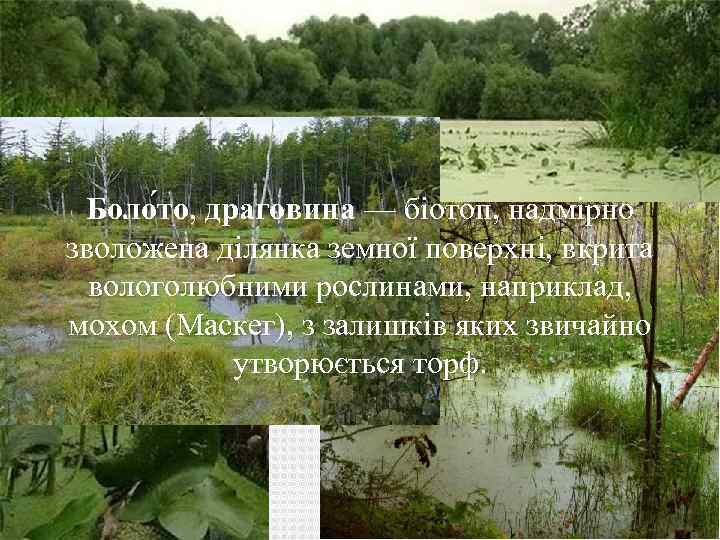 Боло то, драговина — біотоп, надмірно зволожена ділянка земної поверхні, вкрита вологолюбними рослинами, наприклад,
