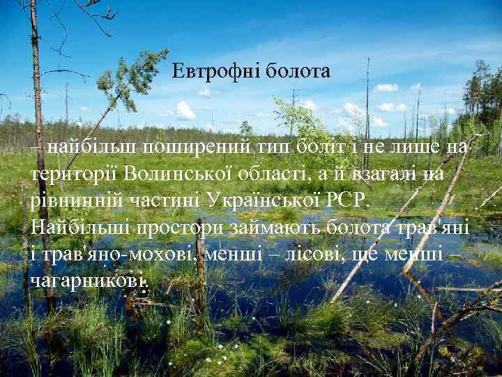 Евтрофні болота – найбільш поширений тип боліт і не лише на території Волинської області,