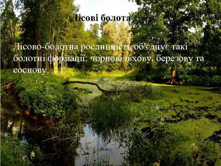 Лісові болота Лісово-болотна рослинність об'єднує такі болотні формації: чорновільхову, березову та соснову. 