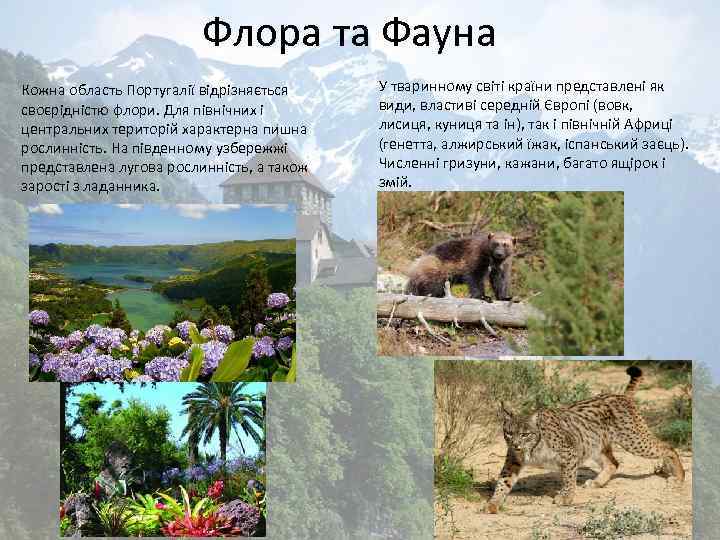 Флора та Фауна Кожна область Португалії відрізняється своєрідністю флори. Для північних і центральних територій