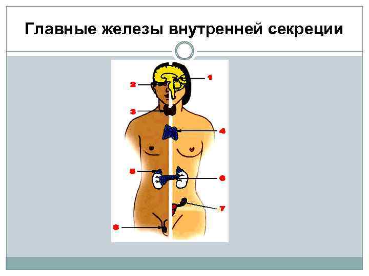 Главные железы внутренней секреции 