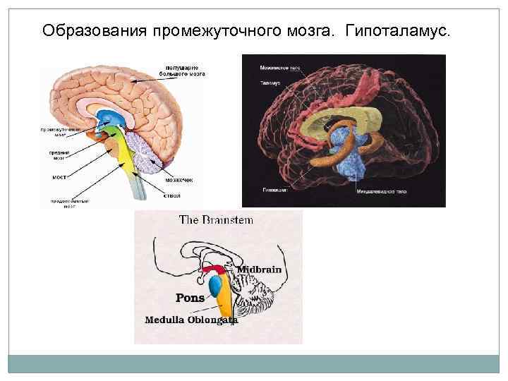 Обмен веществ промежуточный мозг