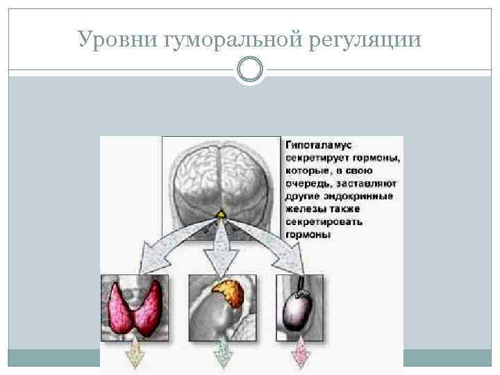 Уровни гуморальной регуляции 