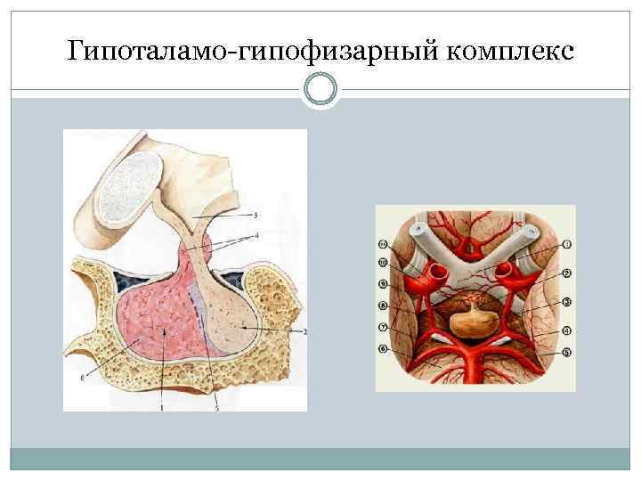 Гипоталамо-гипофизарный комплекс 