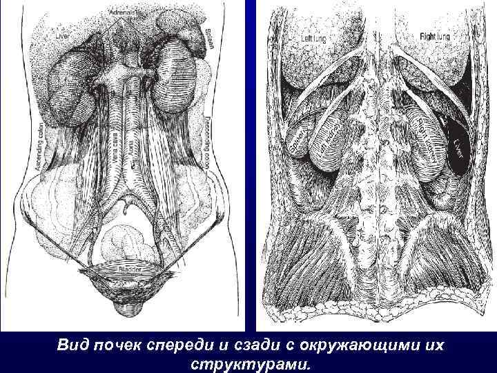 Почки вид сзади фото где у человека