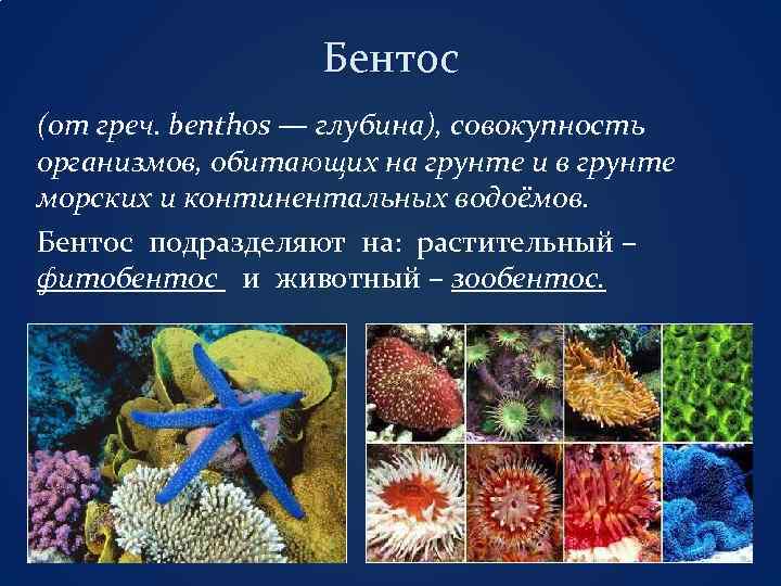 Бентос (от греч. benthos — глубина), совокупность организмов, обитающих на грунте и в грунте