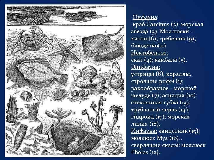 Онфауна: краб Carcinus (2); морская звезда (3). Моллюски – хитон (6); гребешок (9); блюдечко(11)