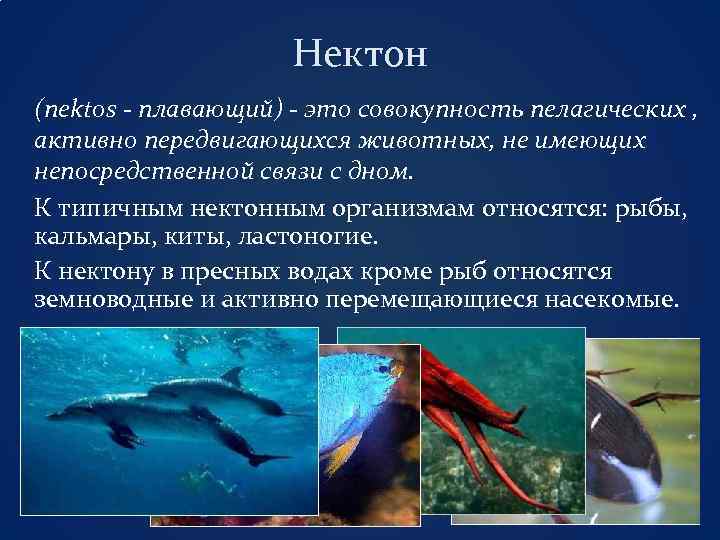 Нектон (nektos - плавающий) - это совокупность пелагических , активно передвигающихся животных, не имеющих