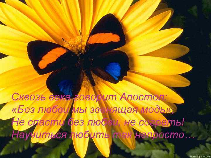 Сквозь века говорит Апостол: «Без любви мы звенящая медь» , Не спасти без любви,